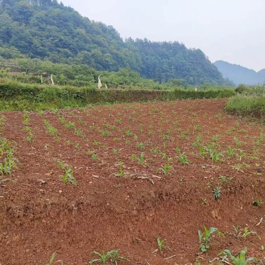 重庆市秀山县230亩红沙种植用地300一亩
