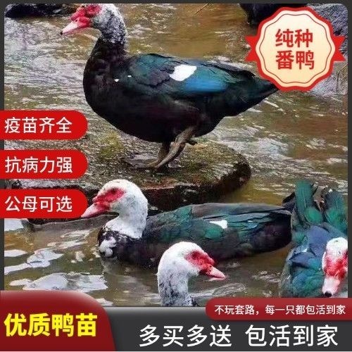 南宁大番鸭苗厂家直销