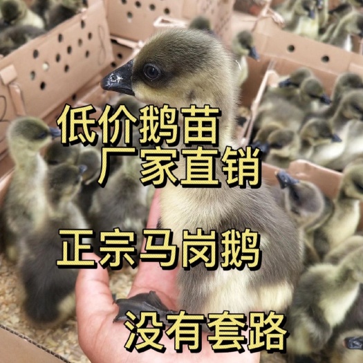 南宁马岗鹅苗灰鹅苗，厂家直销，质量保证，价格实惠！包打疫苗！
