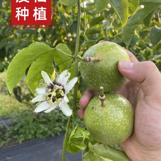 漳州钦蜜九号一代果苗，纯正脱毒，疫仙试验种植第8号基地