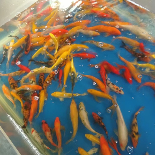 金华锦鲤