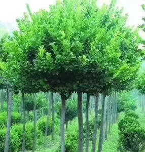 大同常年生产卫矛树种现有卫矛一万多颗树木长得郁郁葱葱有意者联系我