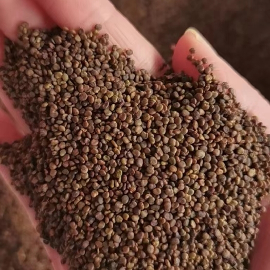 亳州沙苑子净货，干货，电商花茶货