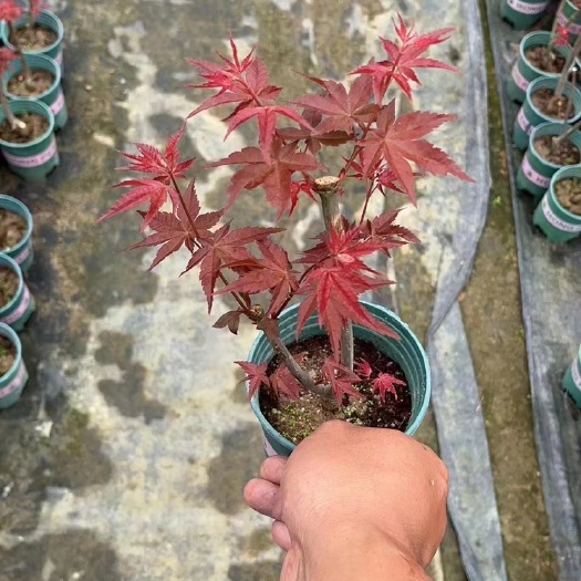 广州0.25加仑盆红枫，30装