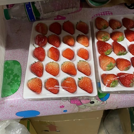 东港市丹东九九红颜草莓