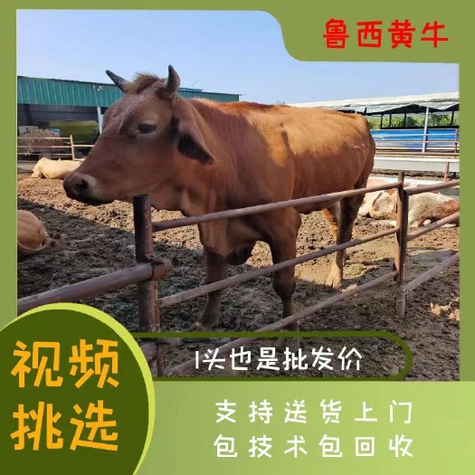 郓城县黄牛鲁西黄改良肉牛犊品种牛犊出售，包技术包回收，免费送货上门