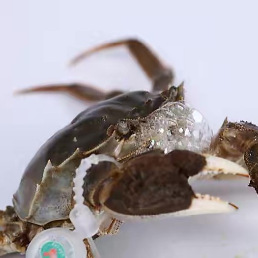 洪湖市湖北洪湖清水大闸蟹 产地直发 一手货源 规格齐全 量大价优