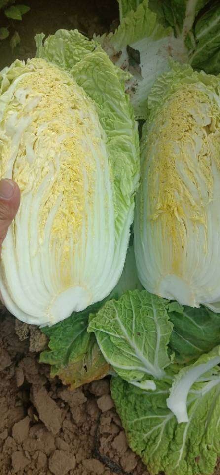 白菜 黄心大白菜产地直发  供应电商团购以及批发零售量大优惠