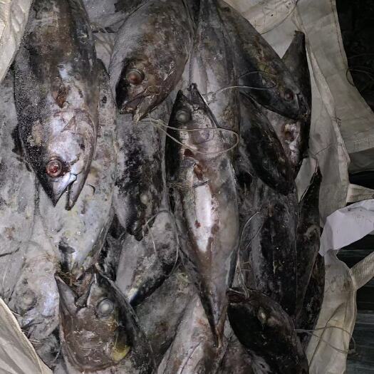 青岛现货批发冷冻黄鳍金枪鱼 整条黄鳍大目金枪鱼