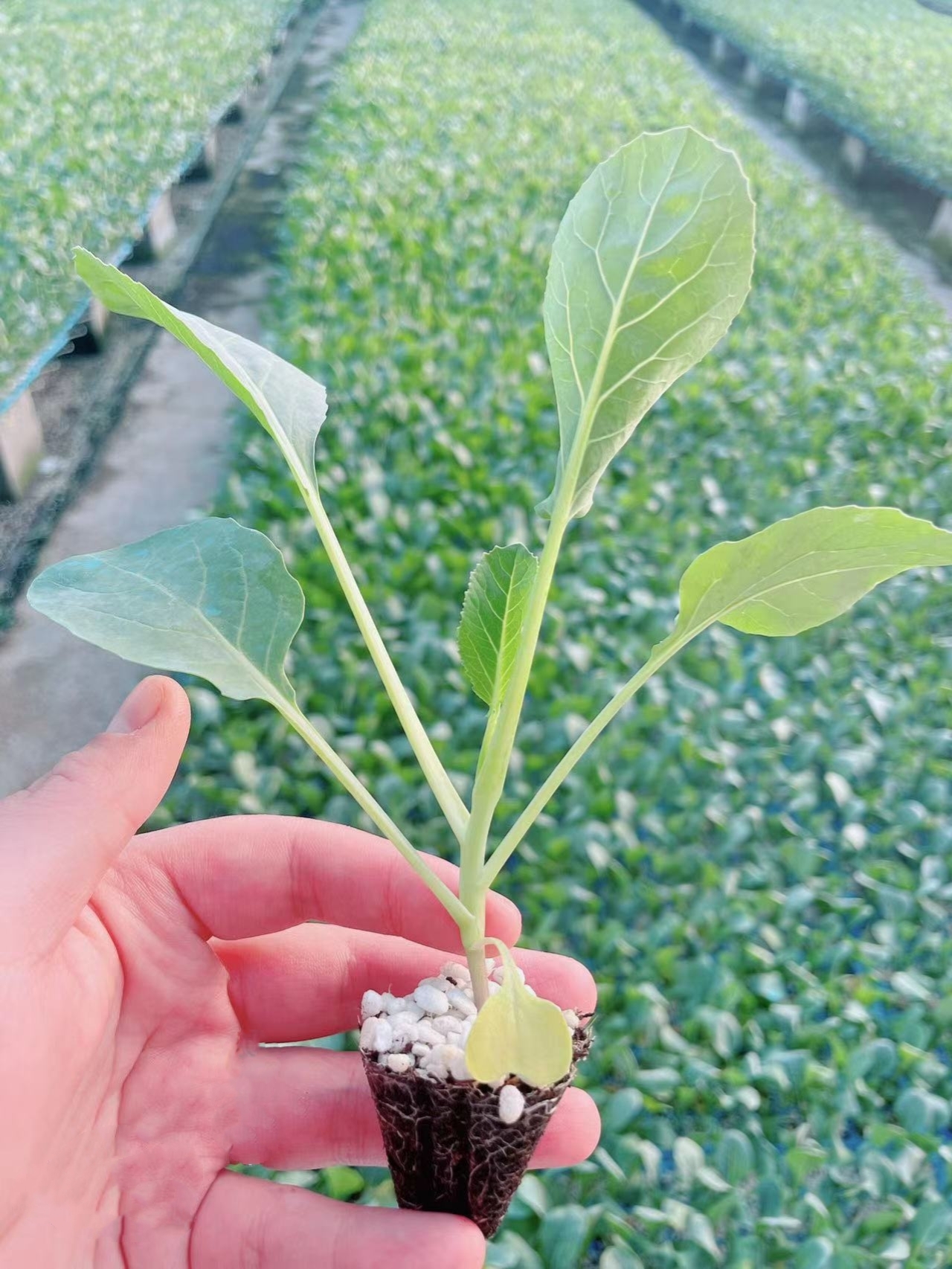 花椰菜苗  80天有机菜花苗 耐寒菜花苗 半松 晚熟品种
