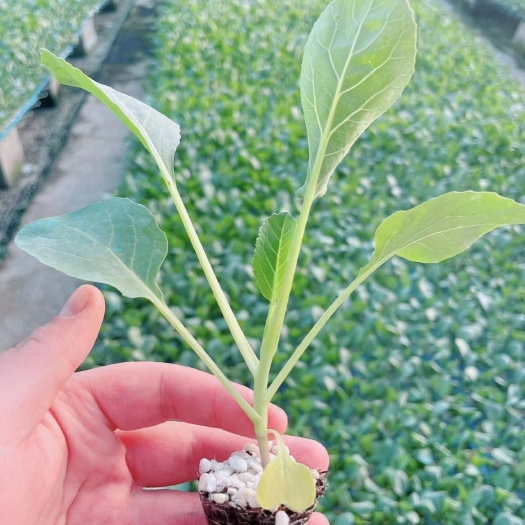 寿光市花椰菜苗  80天有机菜花苗 耐寒菜花苗 半松 晚熟品种