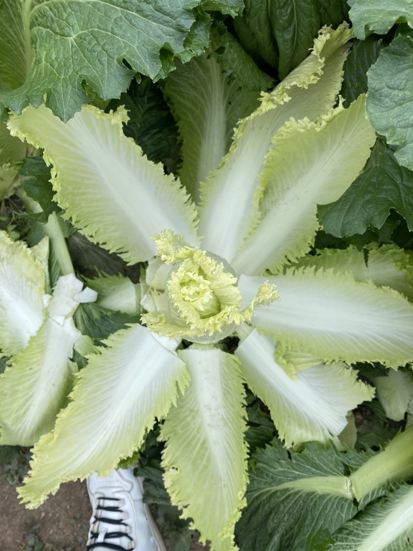 白菜、竹筒菜、易種好管理、產(chǎn)量高