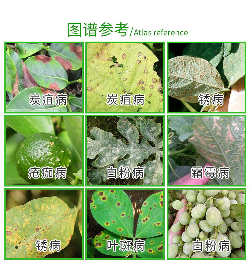 利民 统领  75%百菌清 杀菌剂 80克