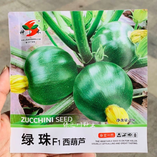 沭阳县神禾绿珠西葫芦种子圆形绿色西葫芦种籽春秋杂交一代早熟品种油亮