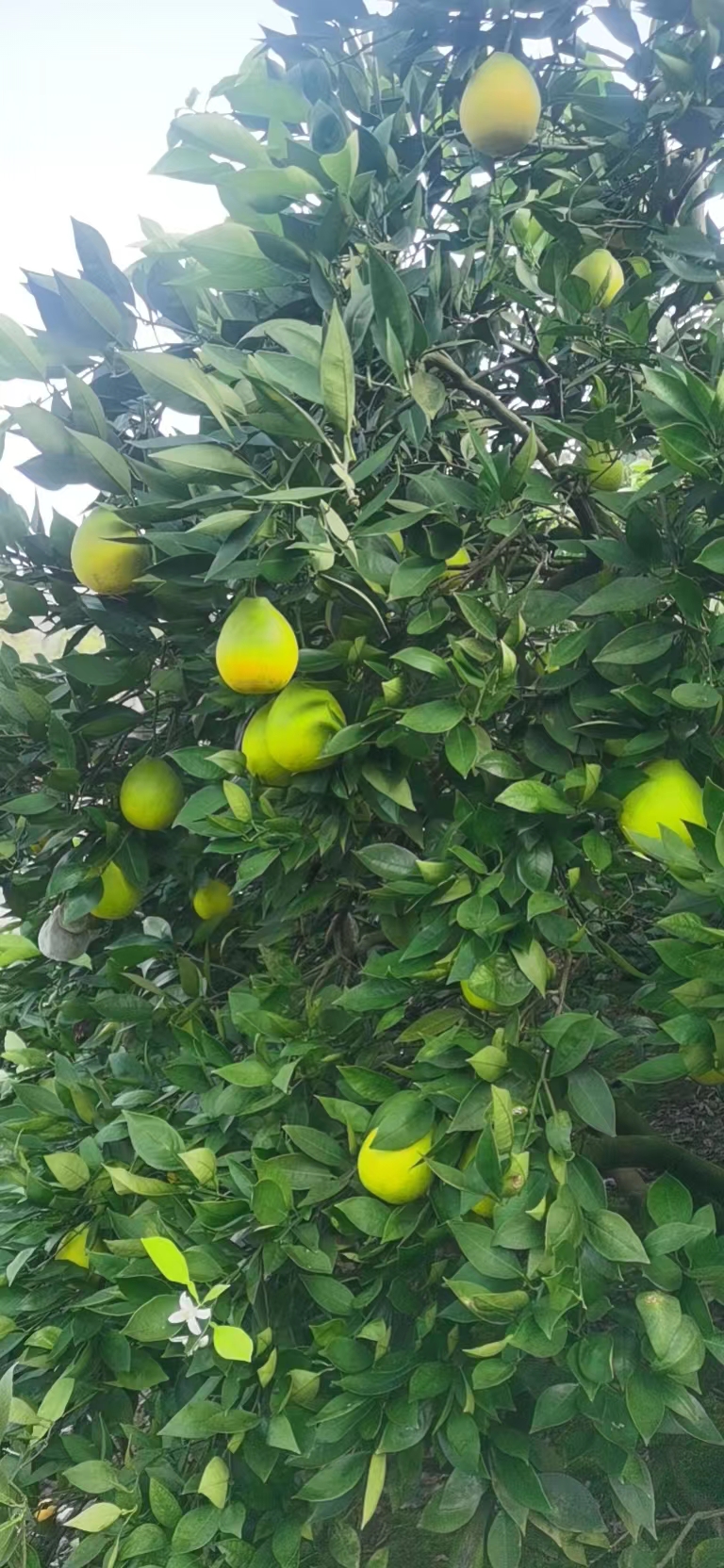 四川橙子，普脐，佛乐橙，一件代发，榨汁果老品种广柑