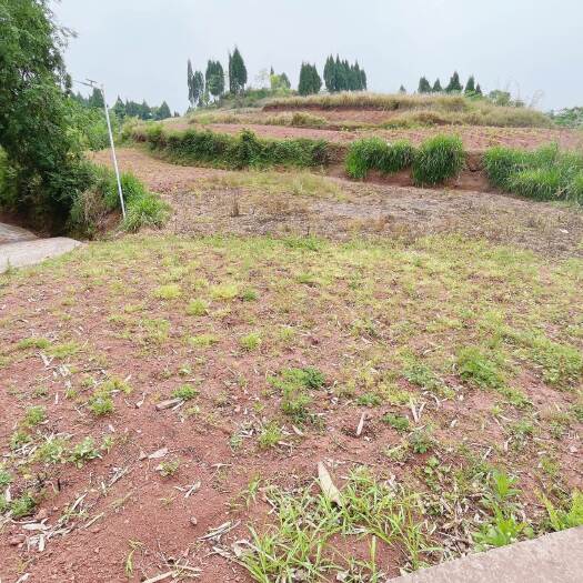 重庆市重庆市荣昌铜鼓镇可种植果树，药材用地出租（面积未确定）