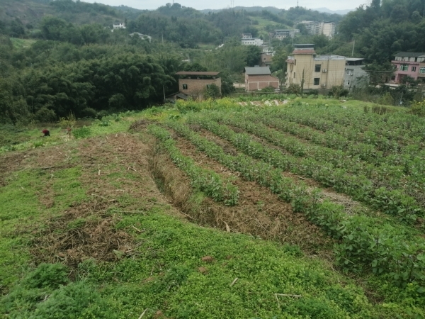 重庆市巴南安澜镇20亩菜地