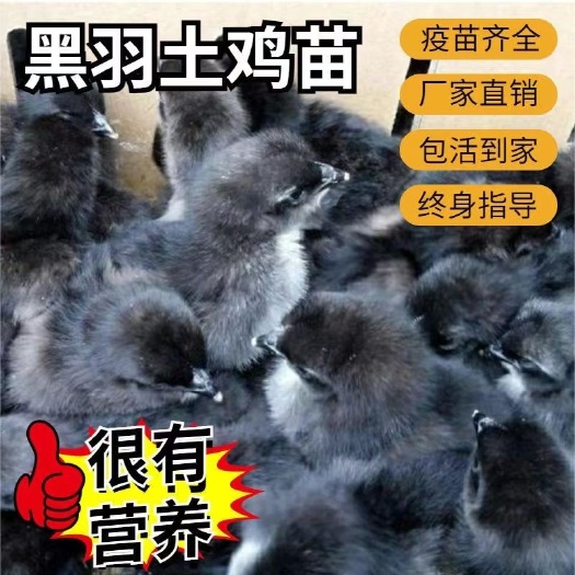 南宁正宗土鸡苗厂家直销