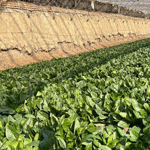 呼和浩特菠菜