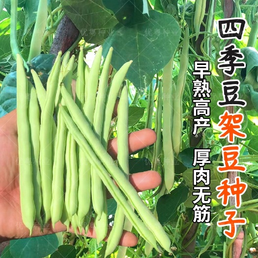 高产四季豆种子