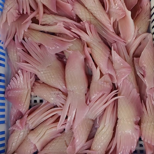 成都火箭鱿鱼 火锅食材 网红火箭鱿鱼量大从优
