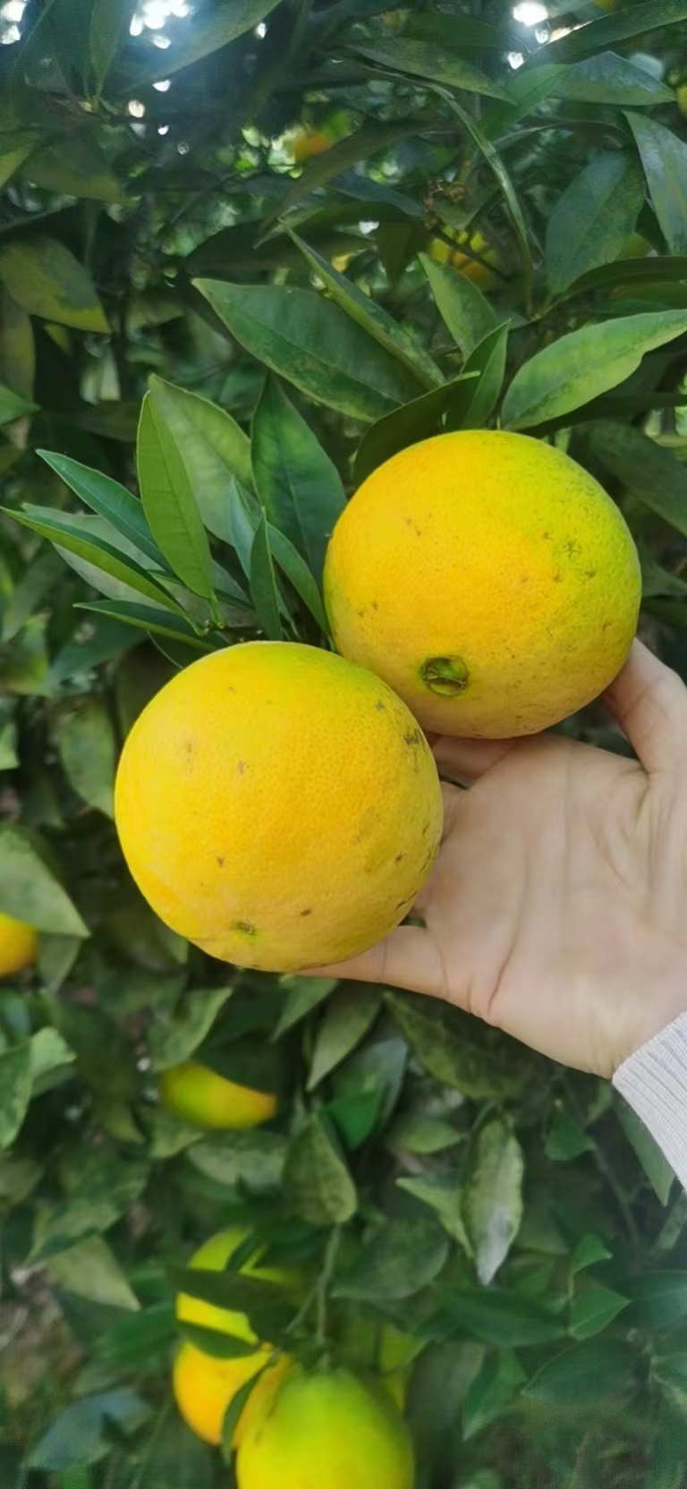 四川橙子，普脐，佛乐橙，一件代发，榨汁果老品种广柑