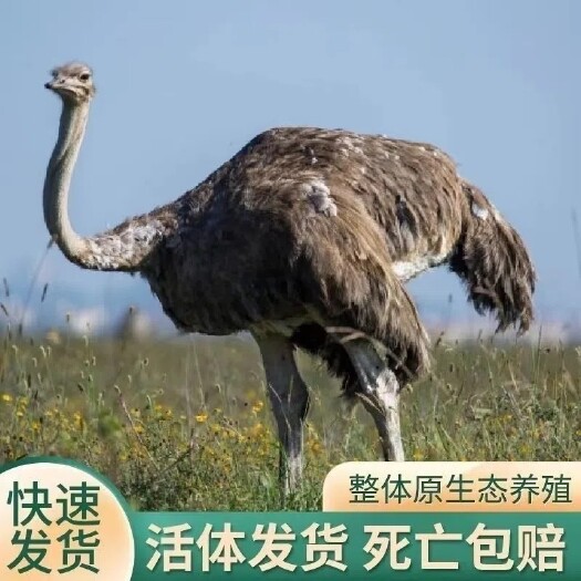 南宁正宗非洲鸵鸟苗一年可长300斤活体包邮到家厂家直销