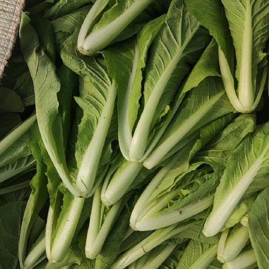 泰兴市小白菜
