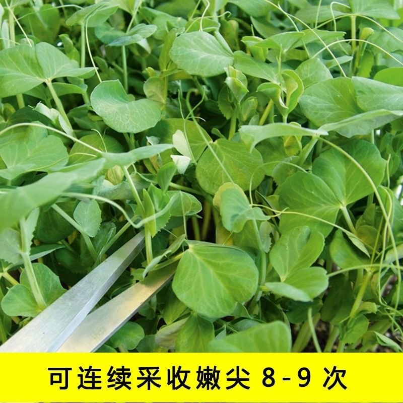 豌豆苗种子