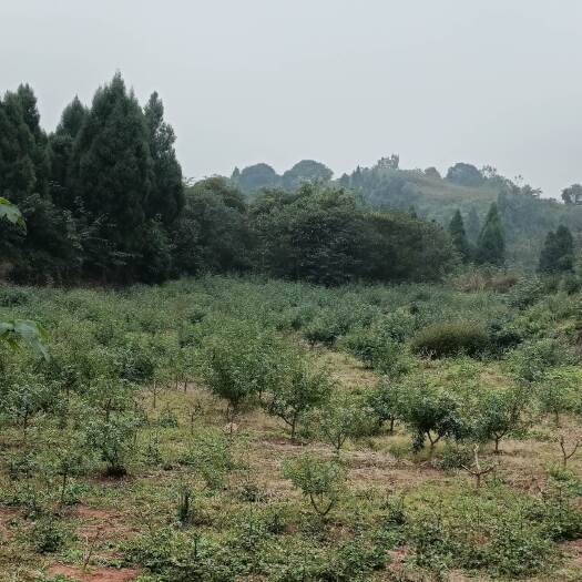 重庆市荣昌234亩花椒基地转让