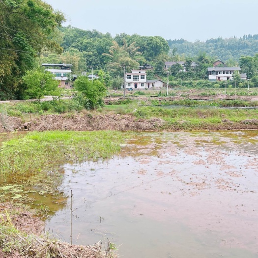 重庆市重庆市荣昌100亩基本农田出租