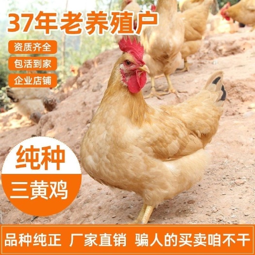 南宁三黄鸡苗厂家直销