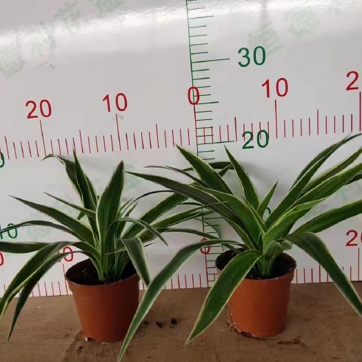金边/金心吊兰盆栽 四季种植 新装修除甲醛室内植物净化空气