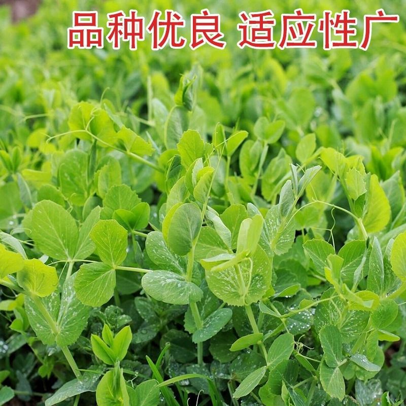 豌豆苗种子