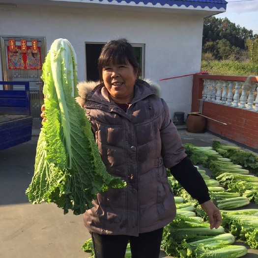 广州自家种的大芥菜