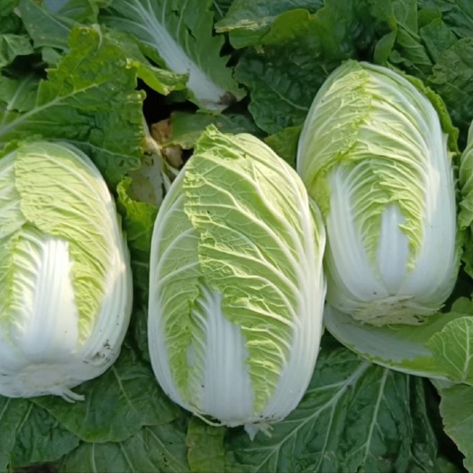 山东黄心白菜，产地直供，货源充足