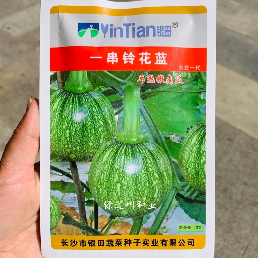 沭阳县一串铃花蓝南瓜种籽早熟嫩南瓜种子表皮绿色有深色条纹 春秋瓜种