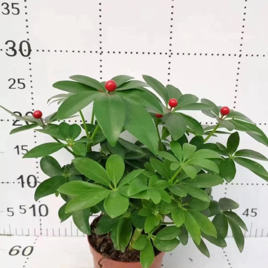 广州鸭脚木盆栽八方来财四季常青室内阳台绿植花卉发财树苗七叶莲