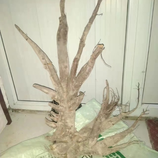 格尔木市自己种植的大黄