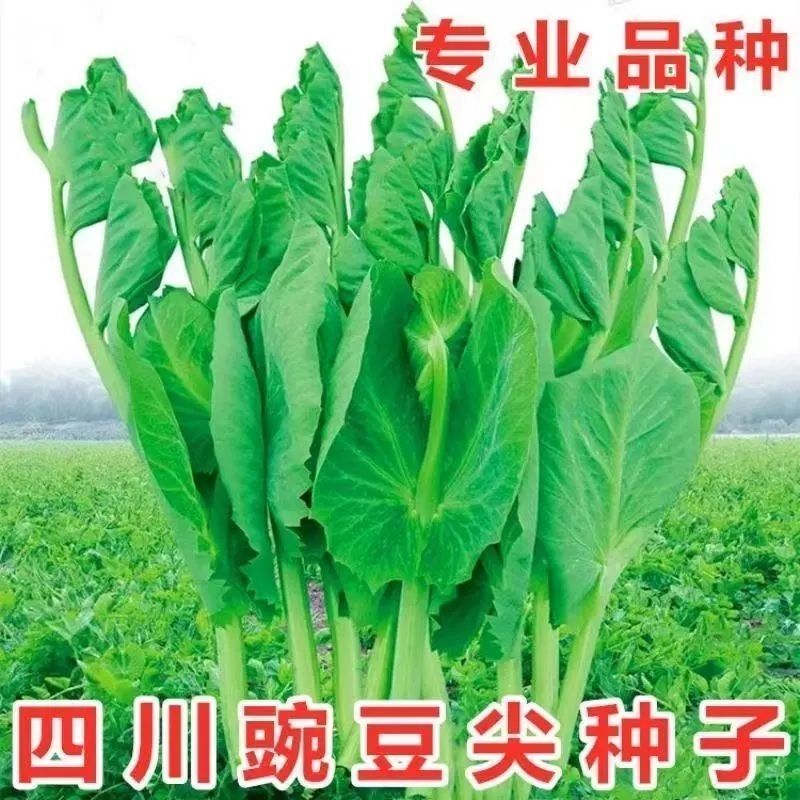 豌豆苗种子