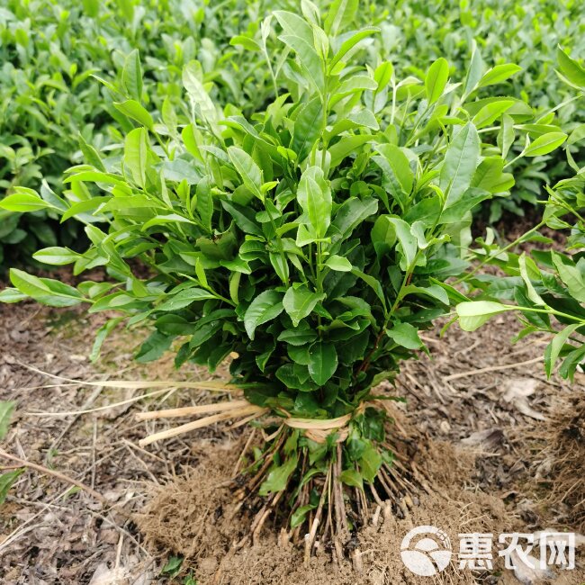 茶树苗 四川茶苗大量供应、品种齐全二证一签