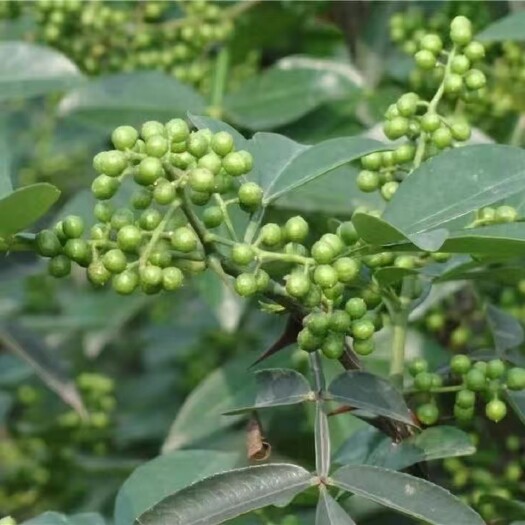 花椒苗九叶青花椒苗大红袍花椒苗无刺花椒树苗四川花椒树苗