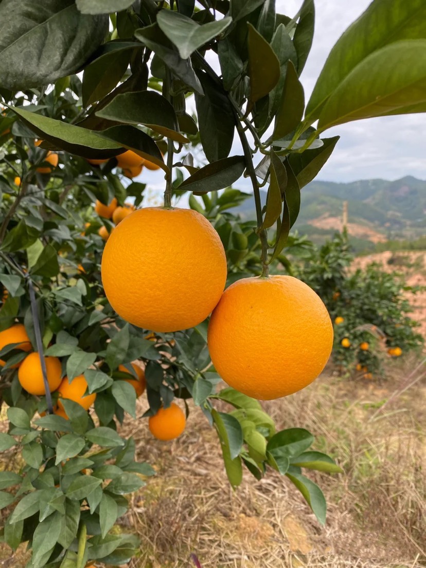 赣南脐橙批发 甘甜清口不甜不要钱