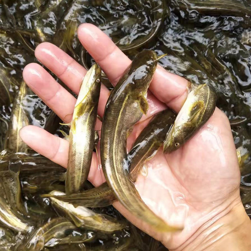 雜交大口鯰魚苗 南方大口鯰魚苗 土鯰魚苗