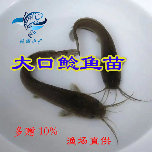 广州杂交大口鲶鱼苗 南方大口鲶鱼苗 土鲶鱼苗