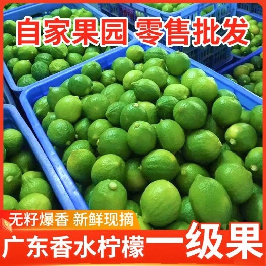 东莞市广东香水柠檬无籽香水青柠檬