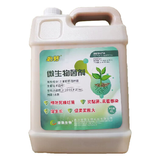 沂水县贝莱斯芽孢杆菌水剂预防死棵烂苗抗黏菌真菌感染促生长促果实膨大