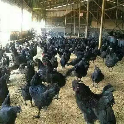 衡阳快大黑乌鸡苗 长速快的黑乌