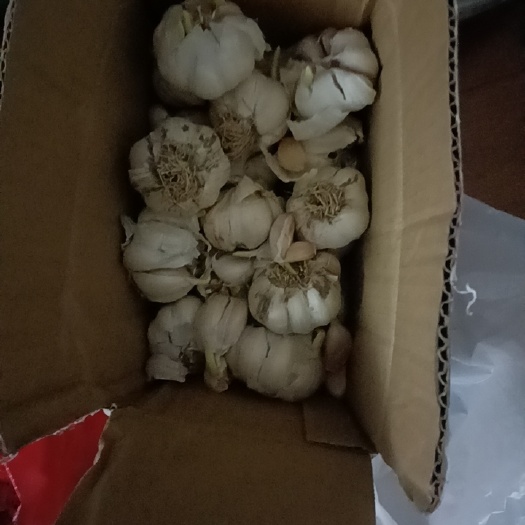 苏州大蒜