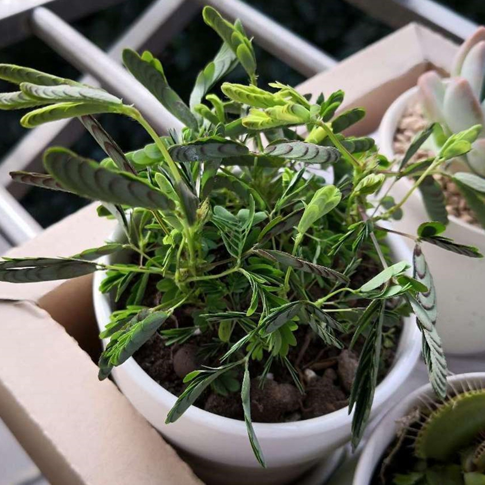 沭阳县含羞草种子 种籽害羞草种子 盆栽植物种子 包发芽 阳台室内